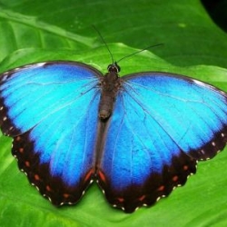 Blue butterfly on a leaf